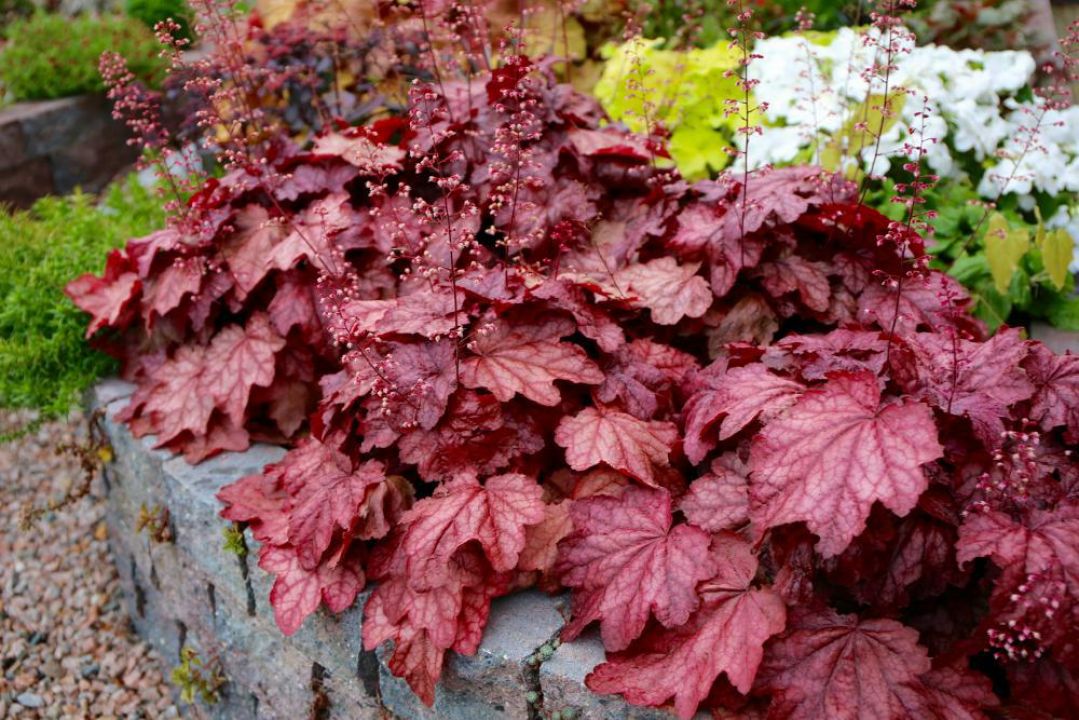 Heuchera ‘Plum Power’ - Purperklokje | De Tuinen van Appeltern
