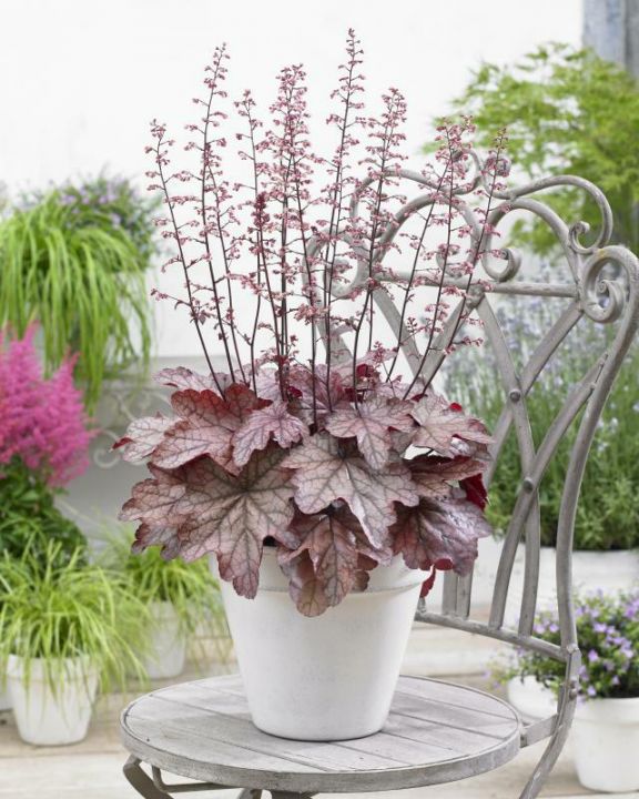 Heuchera ‘Plum Power’ - Purperklokje | De Tuinen van Appeltern