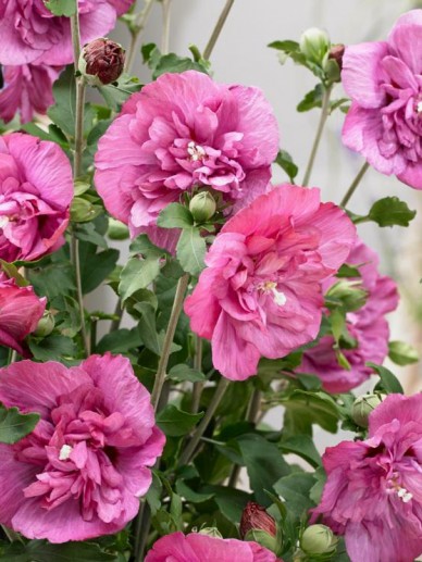 Hibiscus Syriacus Magenta Chiffon Rwoods5 Althaeastruik De Tuinen Van Appeltern