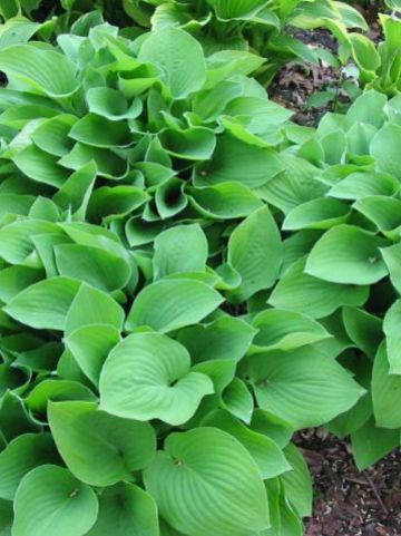 Hosta 'Birchwood Parky's Gold' - Hartlelie , Funkia