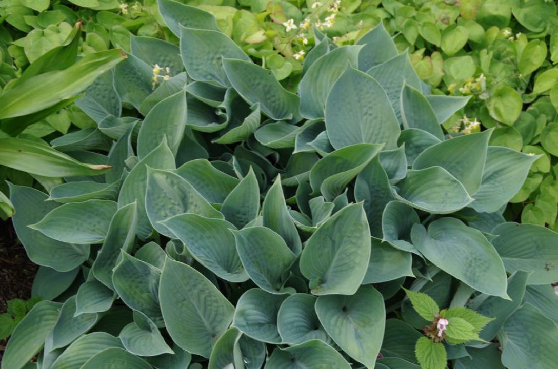 Hosta 'Hadspen Blue' Hartlelie De Tuinen van Appeltern