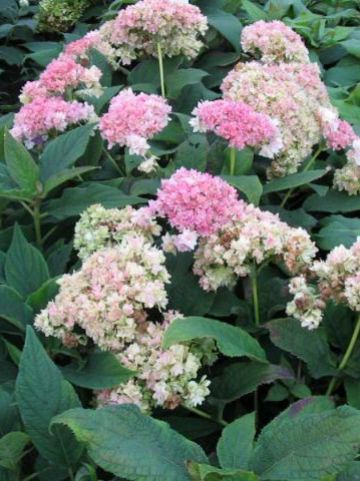 Hydrangea involucrata 'Yokudanka' - Hortensia