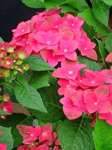 Hydrangea macrophylla 'AB Green Shadow' - Boerenhortensia