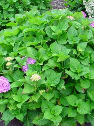 Hydrangea macrophylla 'Altona' - Boerenhortensia