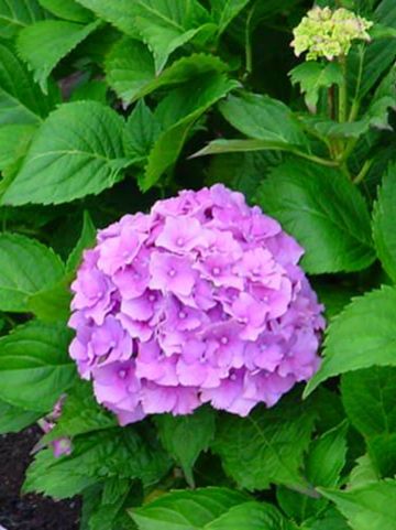 Hydrangea macrophylla 'Altona' - Boerenhortensia