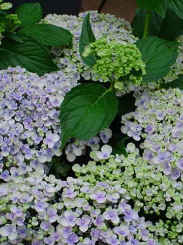 Hydrangea macrophylla 'Ayesha' - Tuinhortensia