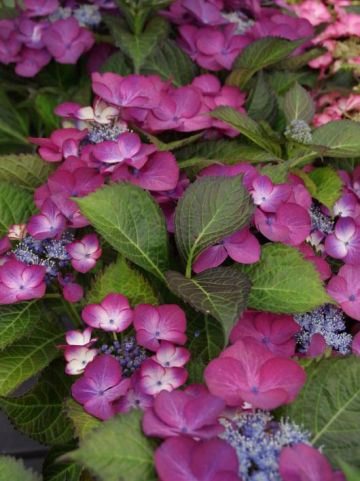Hydrangea macrophylla 'Black Diamonds Dark Ang' (='Dark Angel') - Hortensia