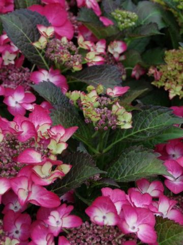 Hydrangea macrophylla 'Black Diamonds Dark Ang' (='Dark Angel') - Hortensia