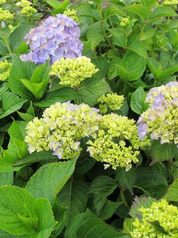 Hydrangea macrophylla 'Gartenbaudirektor Kühnert' - Boerenhortensia