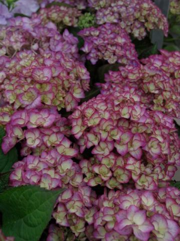 Hydrangea macrophylla 'Grafin Cosel' - Boerenhortensia