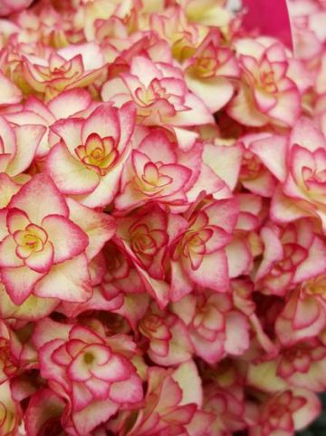 Hydrangea macrophylla 'Miss Saori' (='H2002') - Boerenhortensia