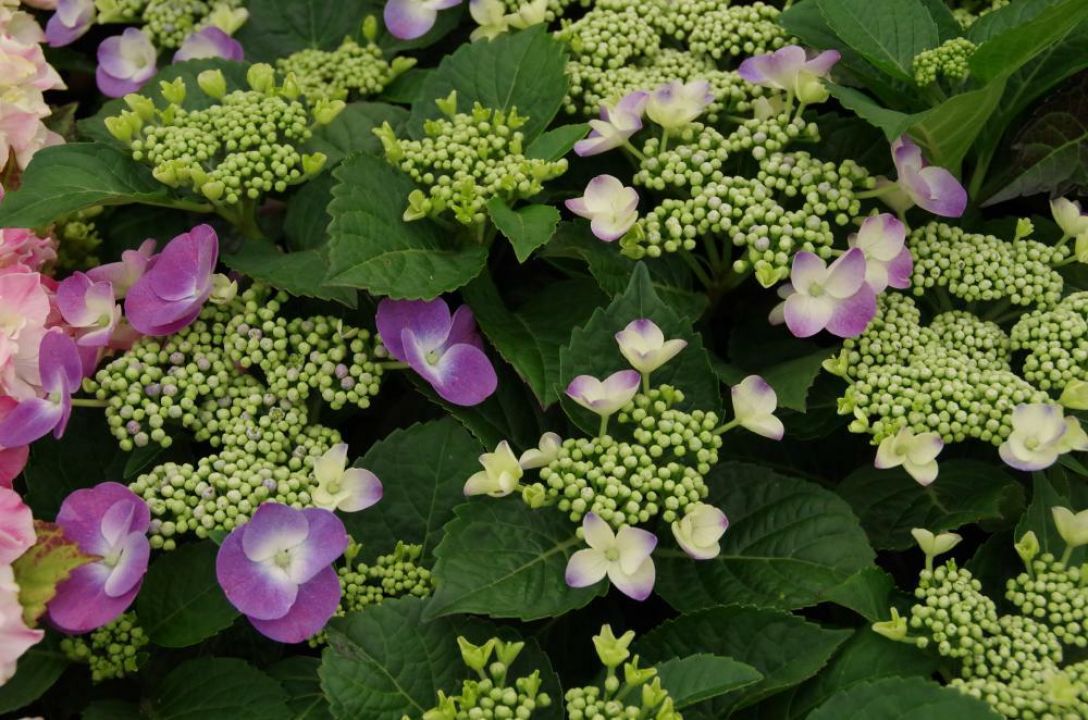 Hydrangea macrophylla 'Libelle' - Hortensia | De Tuinen van