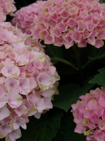 Hydrangea macrophylla 'Magical® Revolution Blue' - Hortensia