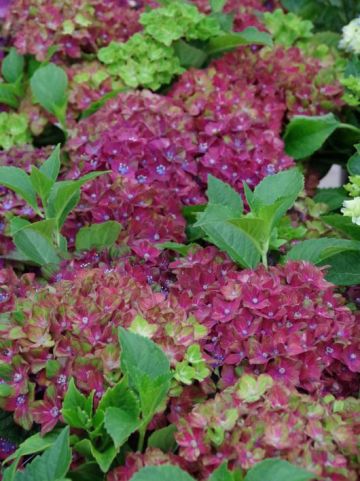Hydrangea macrophylla 'Schloss Wackerbarth' (='Horwack') - Boerenhortensia