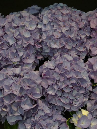 Hydrangea Macrophylla Jip Boerenhortensia De Tuinen Van Appeltern