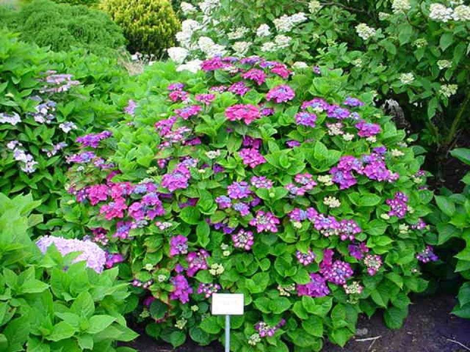 Hydrangea macrophylla 'Kardinal' Hortensia De Tuinen van Appeltern
