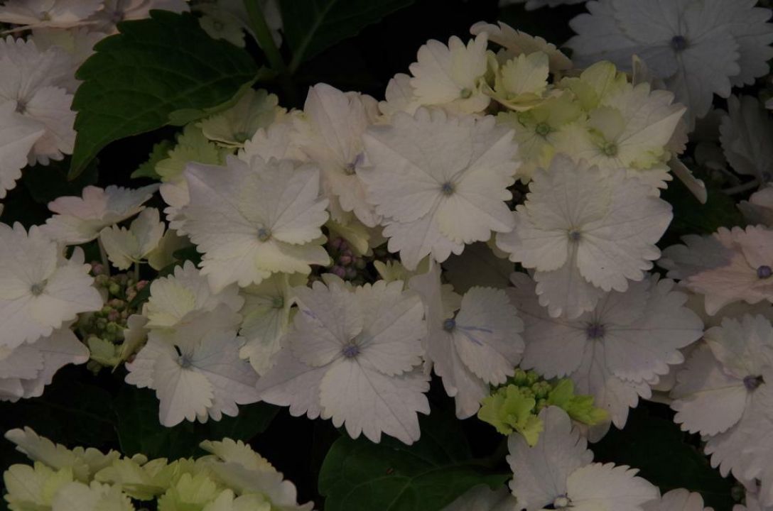 Hortensia Bruine Bloemen Verwijderen Bloemen