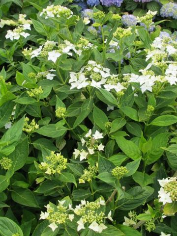 Hydrangea macrophylla 'Lanarth White' - Hortensia