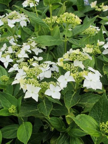 Hydrangea macrophylla 'Lanarth White' - Hortensia