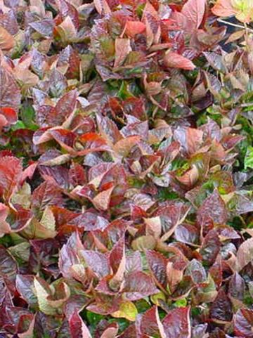 Hydrangea macrophylla 'Merveille Sanguine' - Tuinhortensia