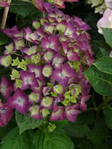 Hydrangea macrophylla 'Deep Purple' (='Schrolla02') - Boerenhortensia