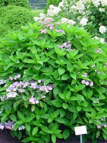 Hydrangea macrophylla 'Tokyo Delight' - Hortensia