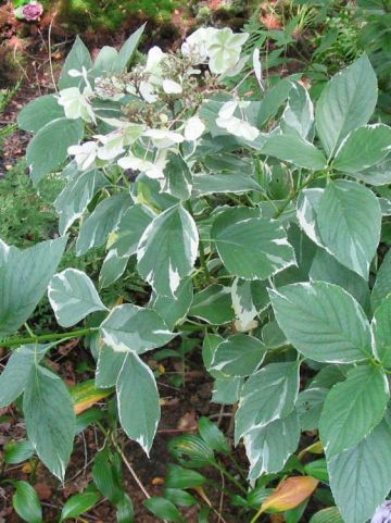 Hydrangea macrophylla 'Tricolor' - Hortensia