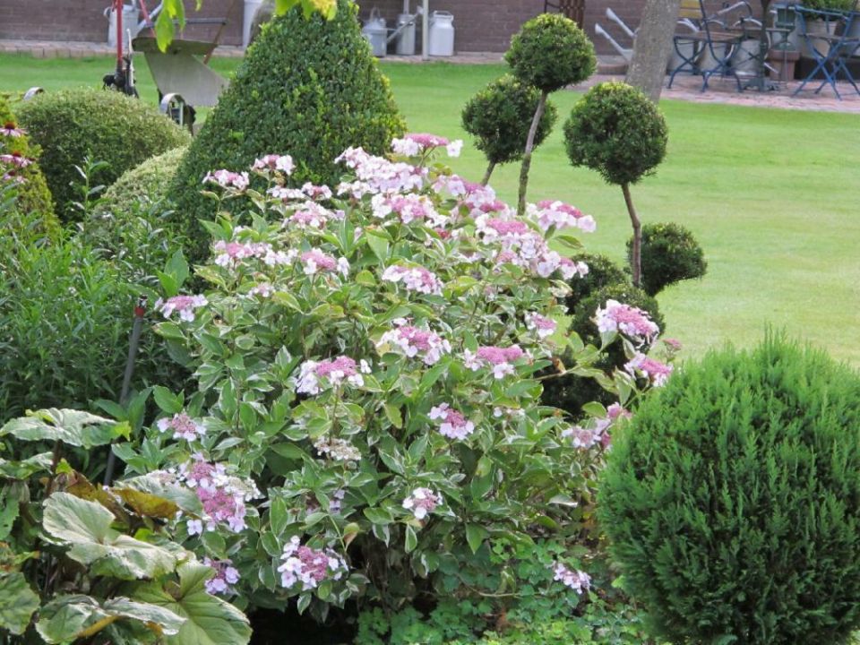 Hortensia Bruine Bloemen Verwijderen Bloemen