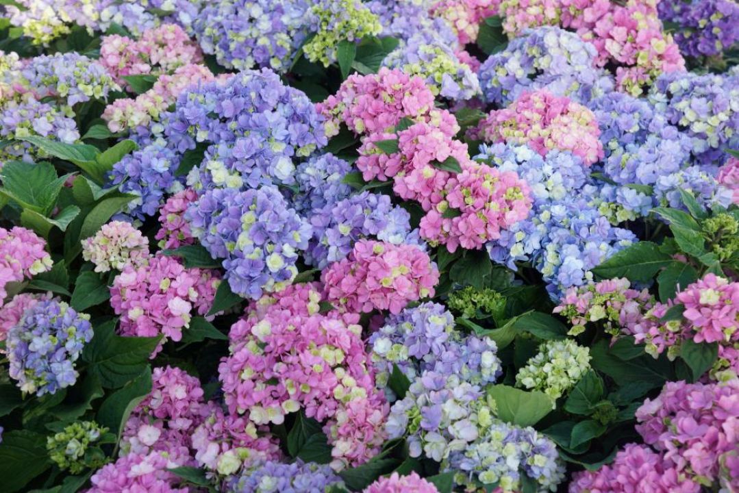 Hortensia Bruine Bloemen Verwijderen Bloemen