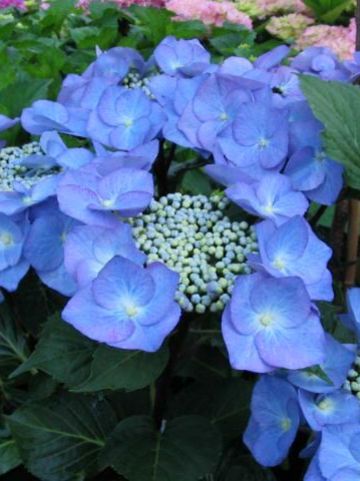 Hydrangea macrophylla 'Zorro' - Tuinhortensia
