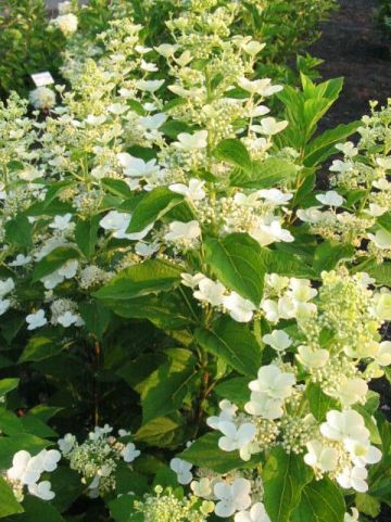 Hydrangea paniculata 'Burgundy Lace' - Pluimhortensia