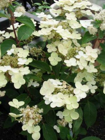 Hydrangea paniculata 'Dharuma' - Pluimhortensia