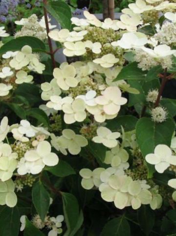 Hydrangea paniculata 'Dharuma' - Pluimhortensia