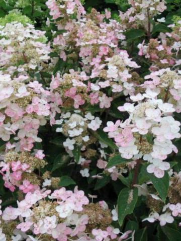 Hydrangea paniculata 'Dharuma' - Pluimhortensia