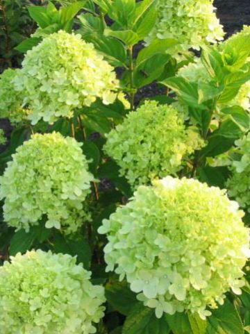 Hydrangea paniculata 'Limelight' - Pluimhortensia, boerenhortensia