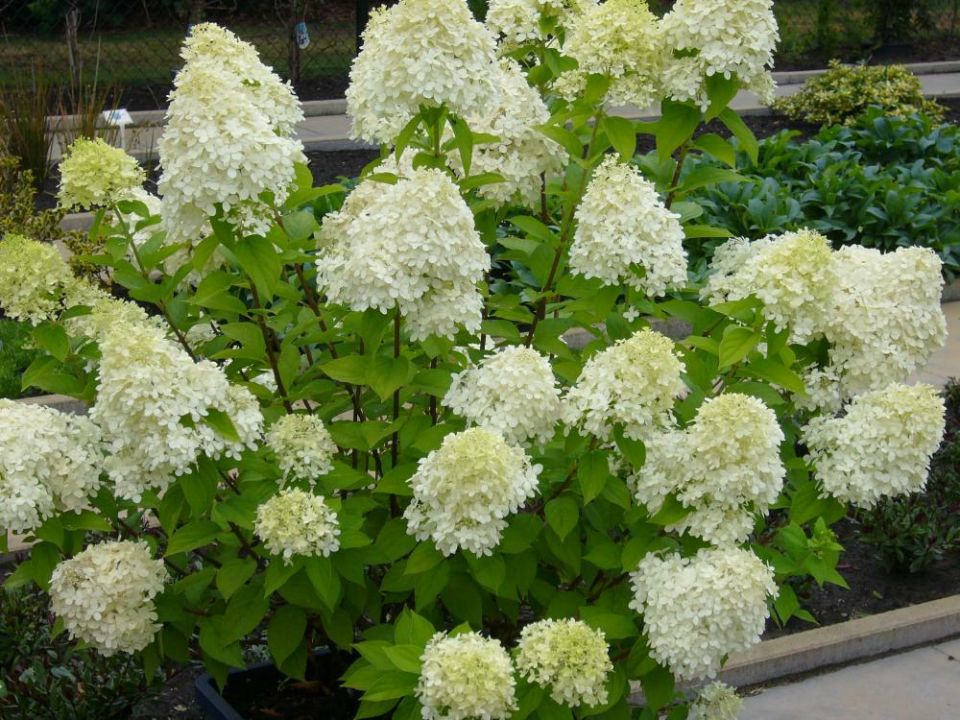 Hydrangea paniculata 'Limelight' Pluimhortensia, boerenhortensia De