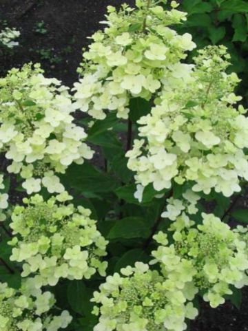 Hydrangea paniculata 'Pee Wee' - Pluimhortensia