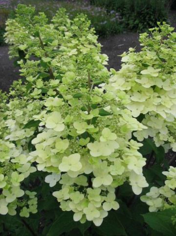Hydrangea paniculata 'Pee Wee' - Pluimhortensia