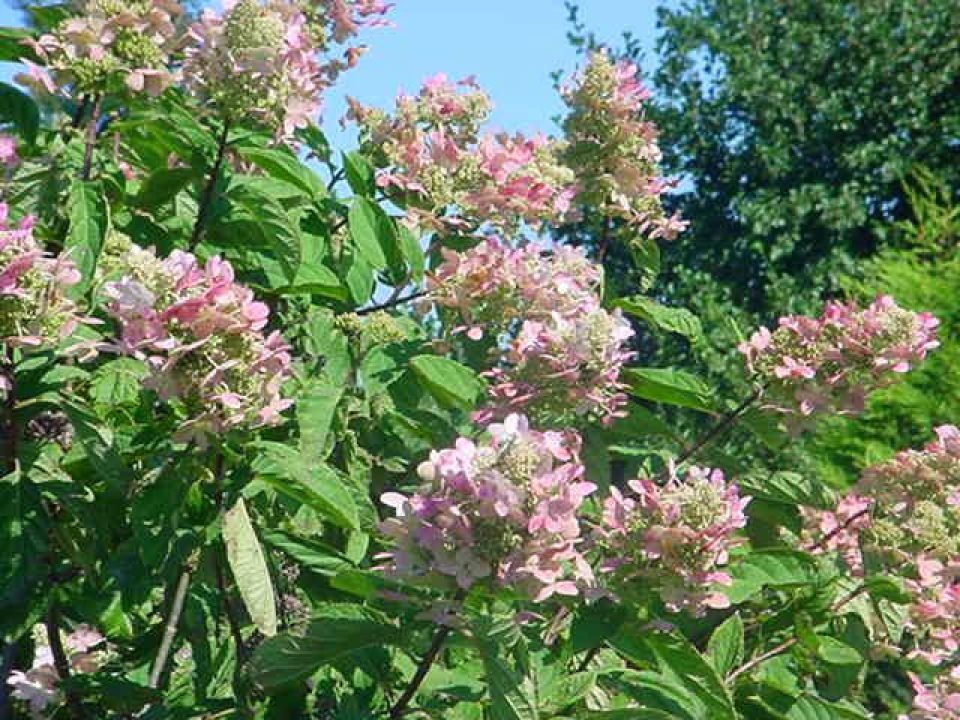 Hydrangea paniculata 'Tardiva' Pluimhortensia De Tuinen van Appeltern