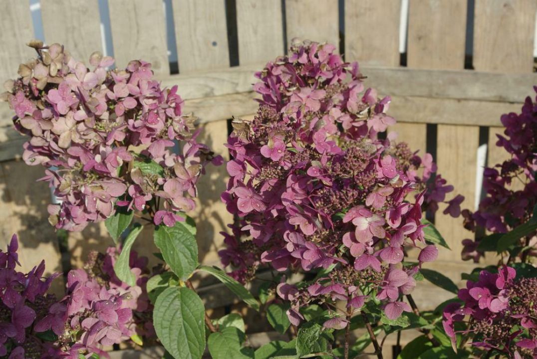 Hydrangea paniculata 'Wims Red' Pluimhortensia De Tuinen van Appeltern