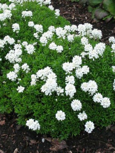 Iberis sempervirens 'Appen-Etz' - Scheefkelk | De Tuinen van Appeltern