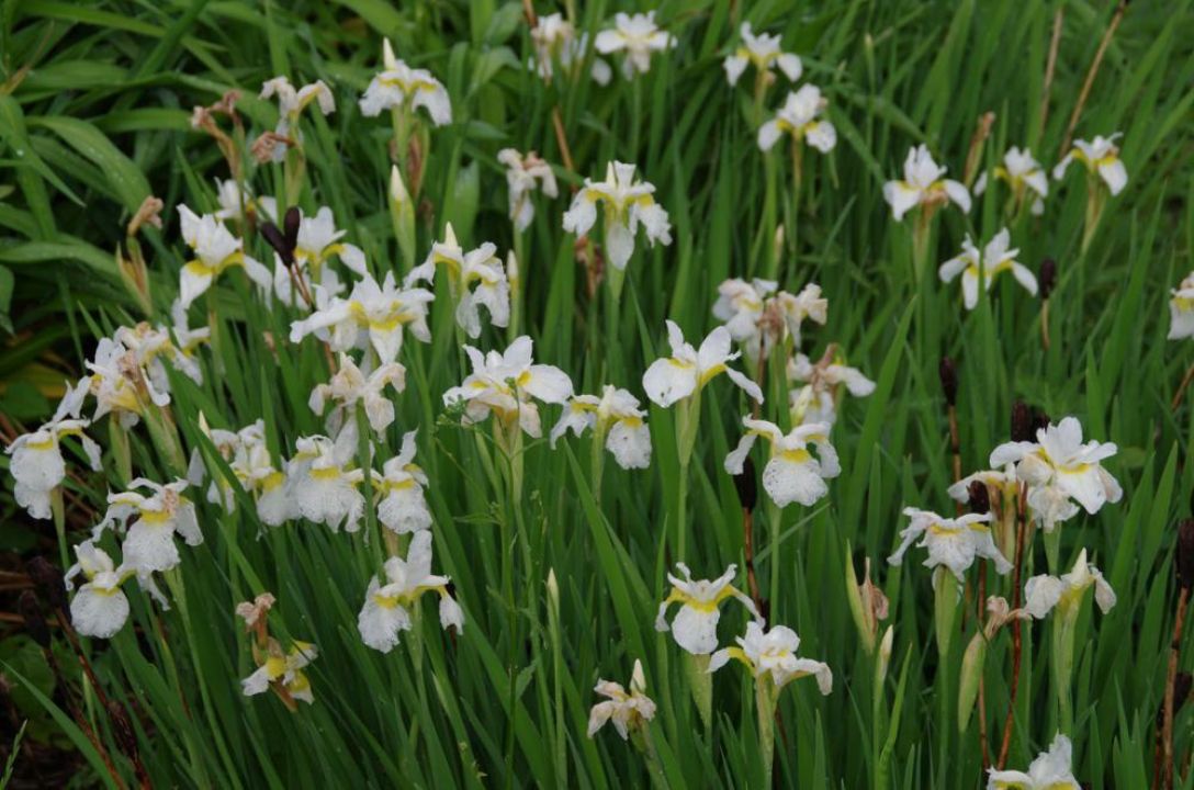 Iris sibirica ‘Snow Queen’ - Baardloze iris | De Tuinen van Appeltern