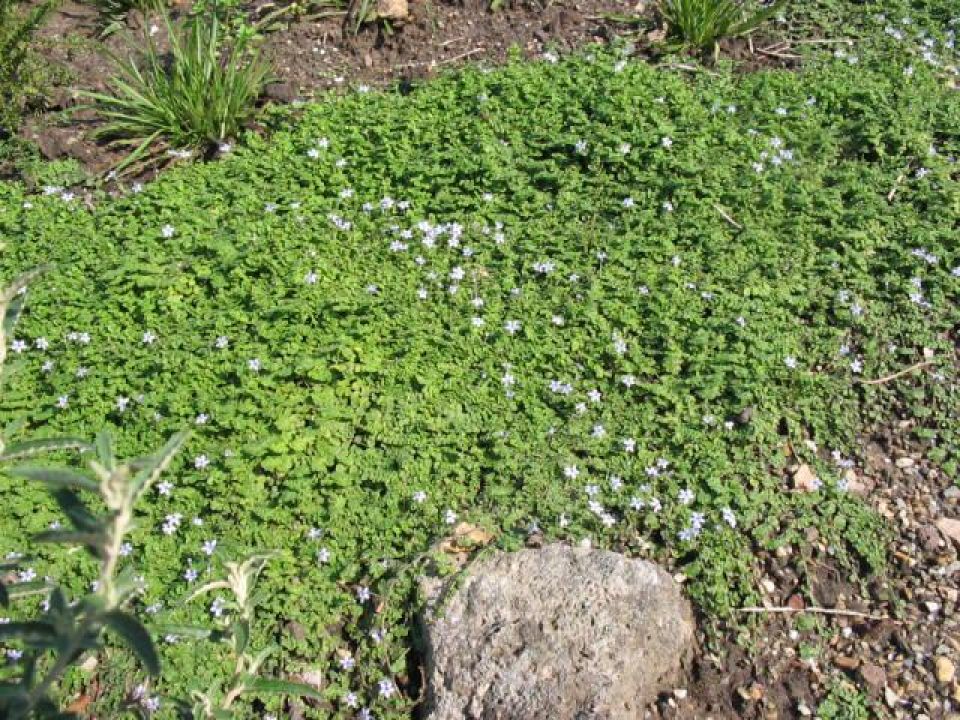 Isotoma fluviatilis - | De Tuinen van Appeltern