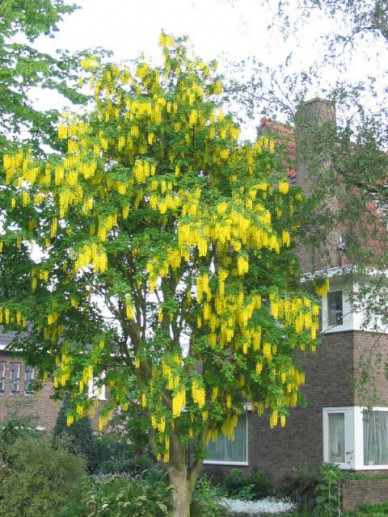 Laburnum x watereri 'Vossii' - Gouden regen | De Tuinen van Appeltern