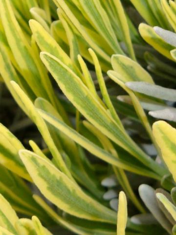 Lavandula × intermedia 'Platinum Blonde' (='Momparler') - Bonte lavendel