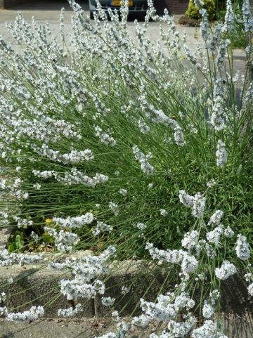 Lavandula × intermedia 'Edelweiss' - Lavendel
