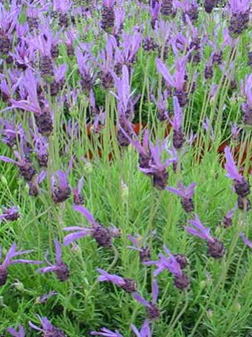 Lavandula 'Helmsdale' - Kuiflavendel , Pruiklavendel