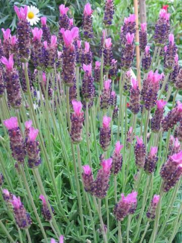 Lavandula stoechas 'Purple Emperor' - Kuiflavendel