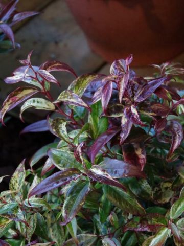Leucothoe fontanesiana 'Makijaz' - Bontbladige druifheide