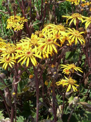 Ligularia 'Osiris Fantasia' - Tongkruiskruid